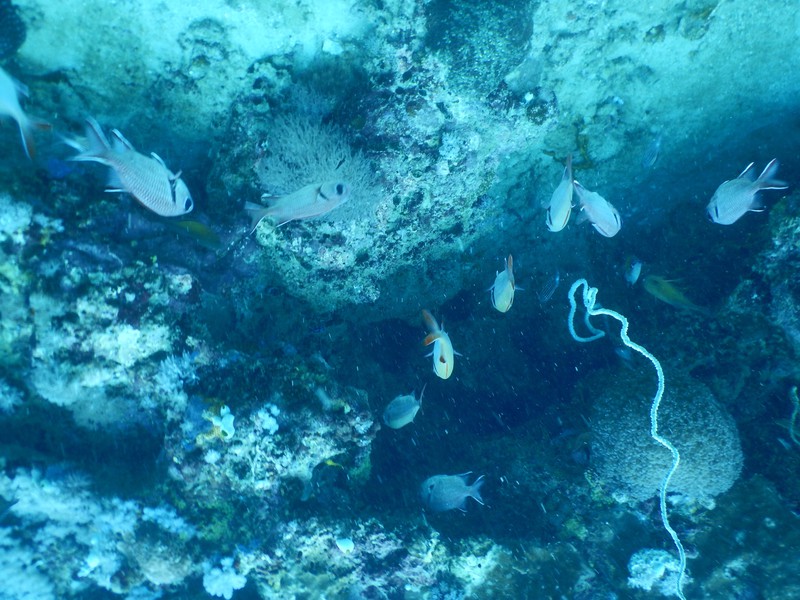 Underwater scenery