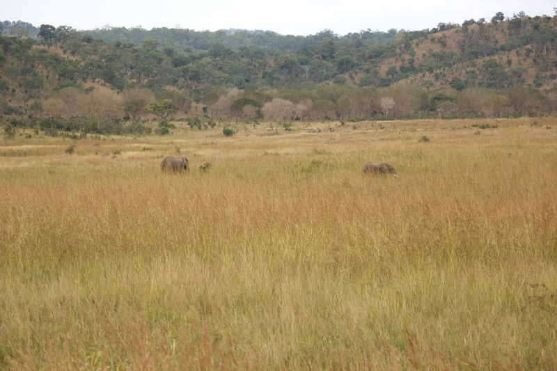 Elephants in the grass