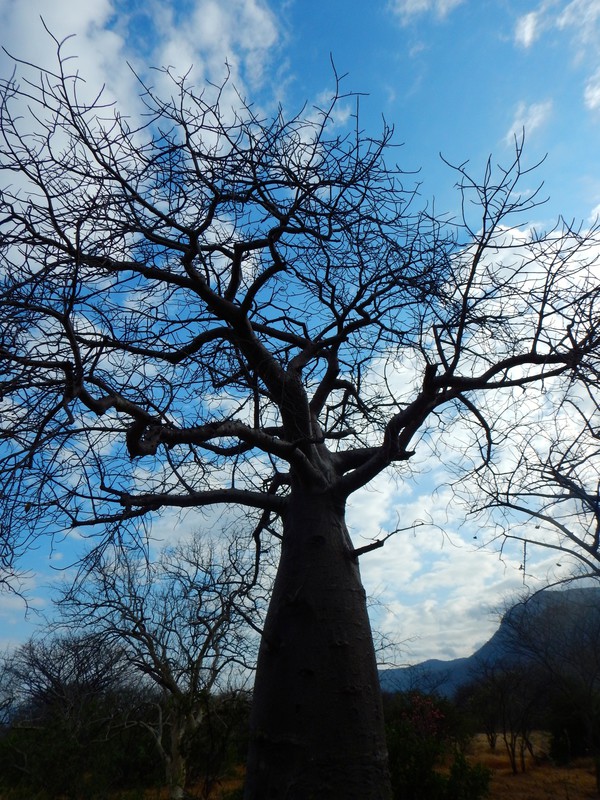 This was at our stop to admire the baobab  trees
