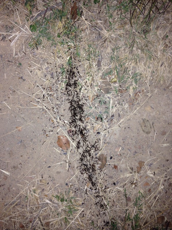 Meanwhile back at the camp, the ants had come out in full force.