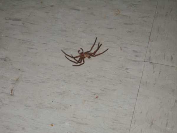 This dead spider haunted us for a week!