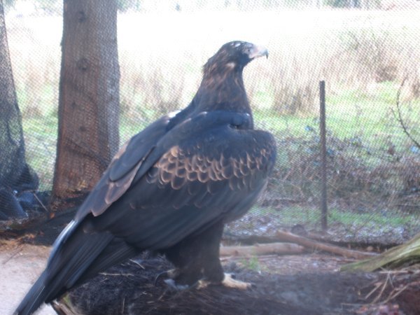 biggest bird of prey