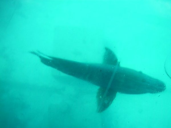The huge Mauri Bass fish