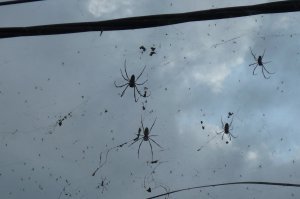 Horrible Orb spiders as 'Mother Temple'