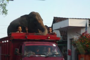 Random elephant driving down the street