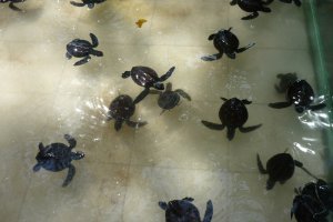 Baby Turtles 