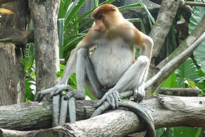 The strange looking Probuscus Monkey