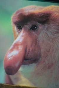 Probuscus Monkey