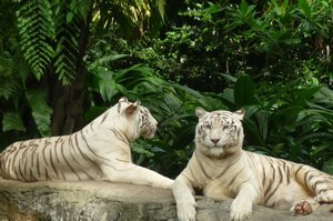 Gorgeous white Siberian Tigers