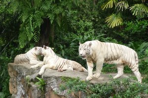 Gorgeous white Siberian Tigers