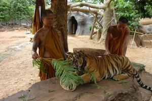 Playing with the tiger