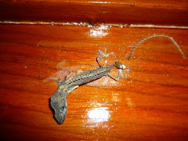 Dead Gecko