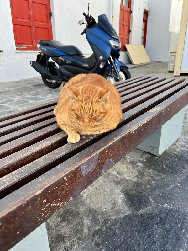 Big fat cat at dock