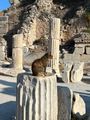 Cat on a column in Efes