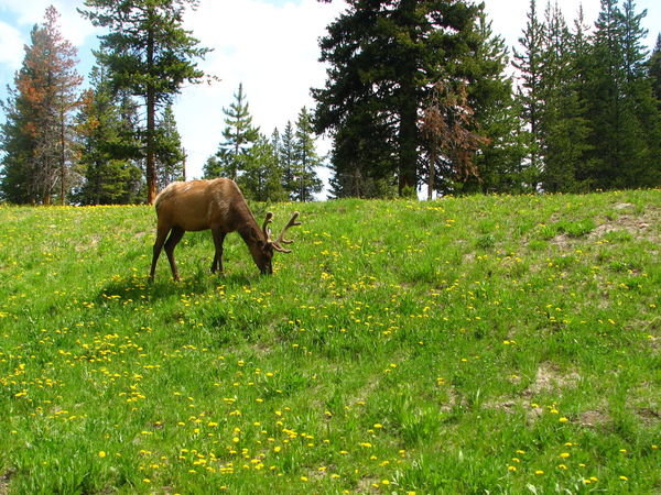 Elk Buck