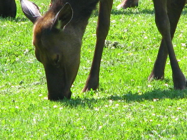 Elk Cow