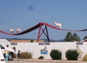 3 Goat Bridge