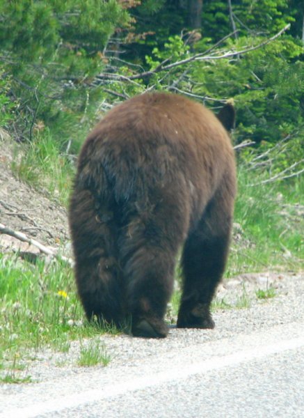Bear' Butt