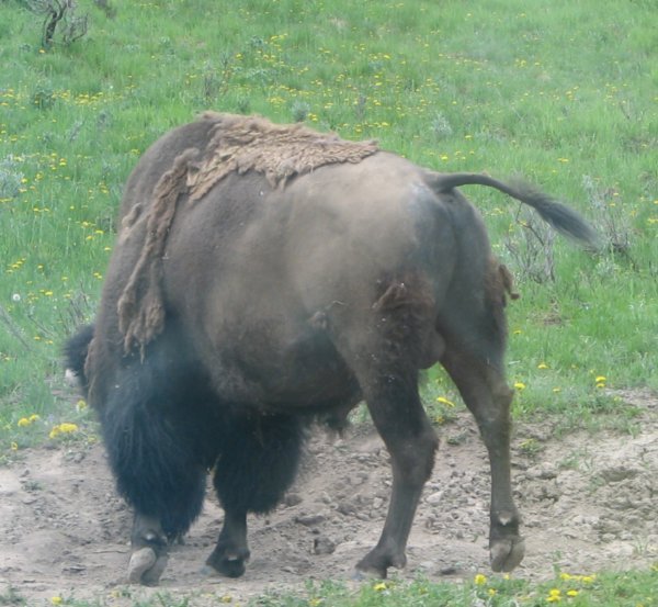 Bison's Butt