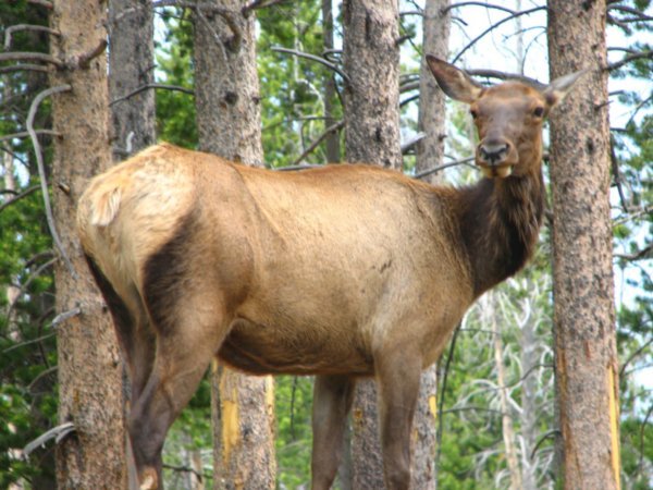 Elk's Butt