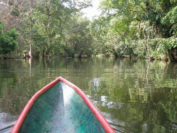 Canoeing Through the Mangroves