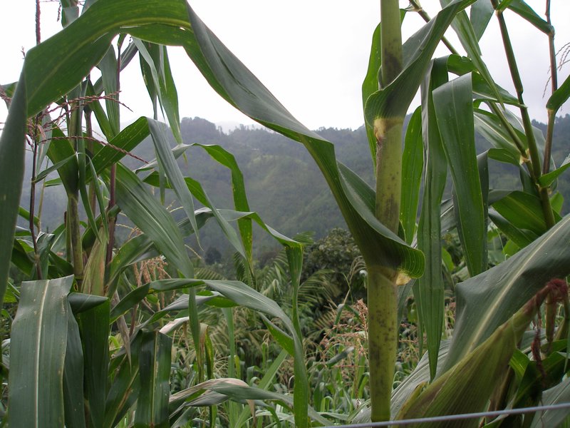 View through the Corn
