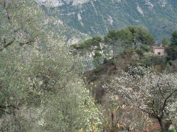 The pine tree ridge