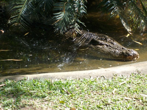 Big croc