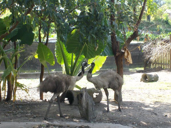 Emus (slightly prodded)