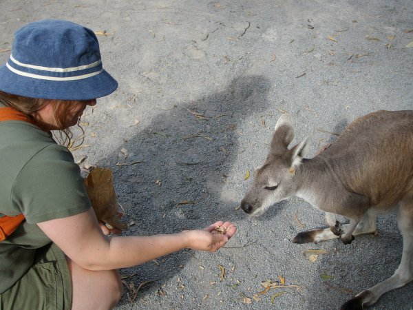 Eddie feeds a wallaby