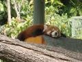 Red panda. Yawn