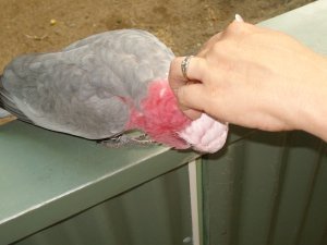 Lesser Tickle Loving Parrot