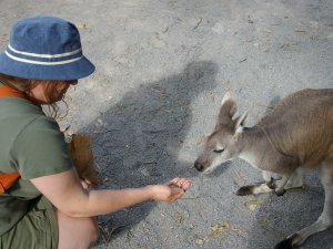 Eddie feeds a wallaby