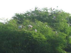 giant storks