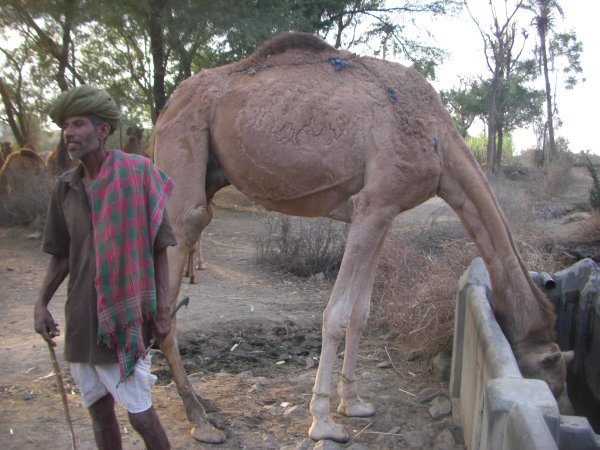 camel laps water