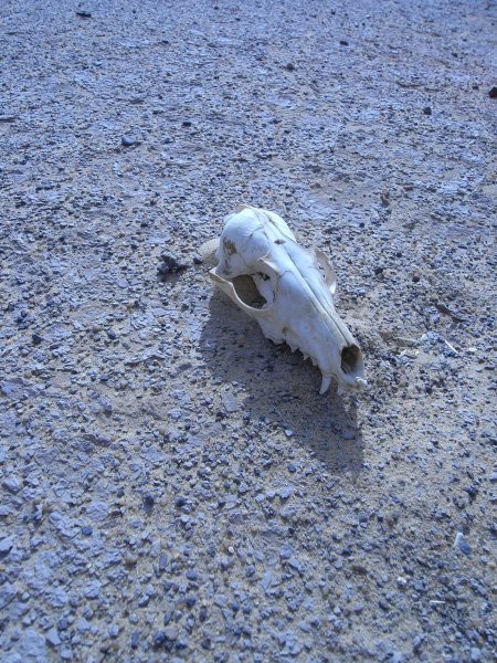 dead animal in desert