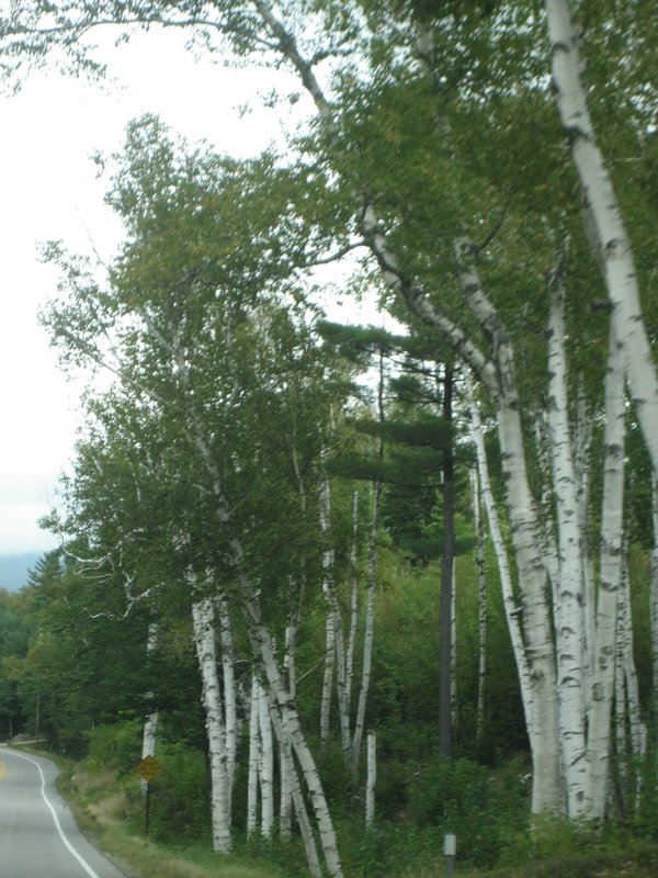 The Shelburne Birches