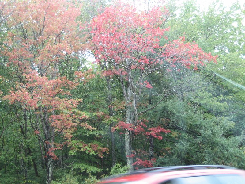 Fall Color on the Road from Bar Harbor