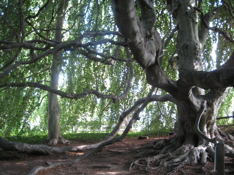 The English Weeping Beech.