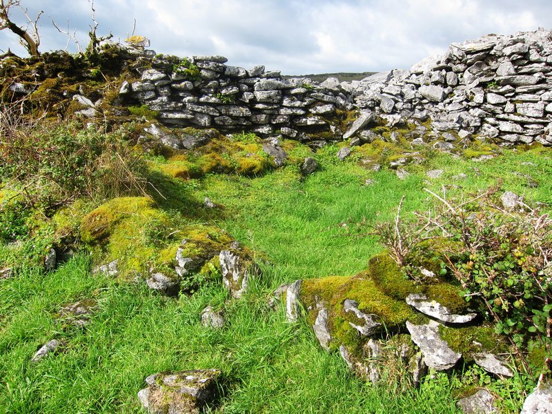 Caherconnell Ring Fort and the Elderberry Bush