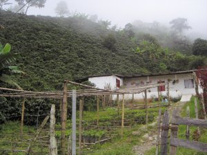 a coffee farm