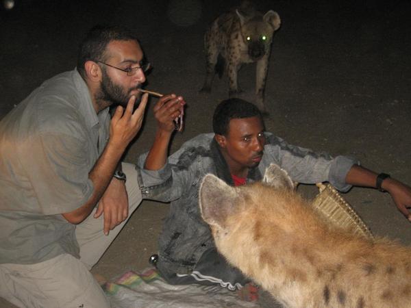 After Lions Hyena Aren't Thast Scary