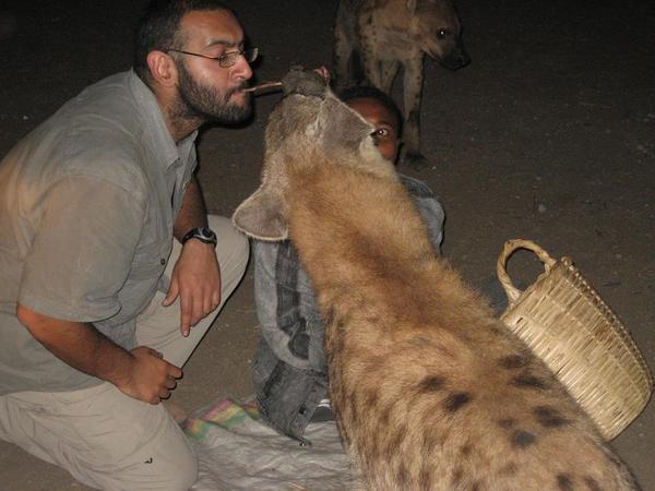 Feeding Hyena. My Turn