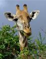 Multitasking Giraffe