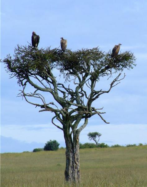 Vultures in a Tree