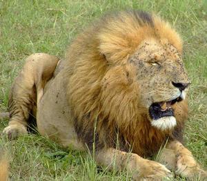 Male Lion After A Meal
