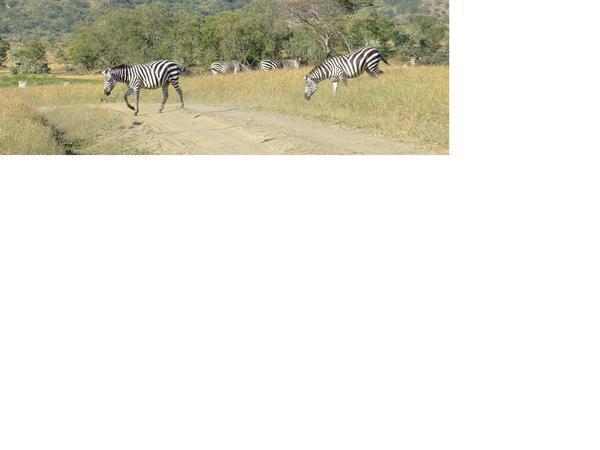 Its A Zebra Crossing