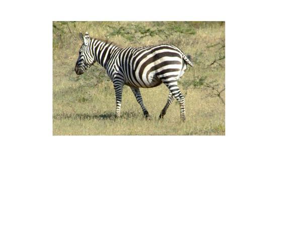 Loads Of Zebra