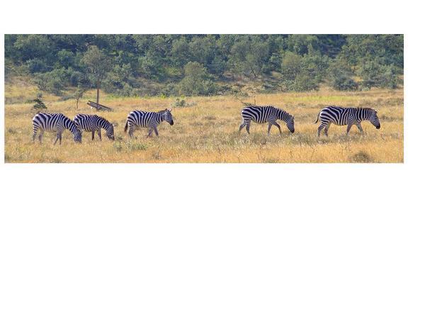 So Many Zebra I Was Dazzled By Them
