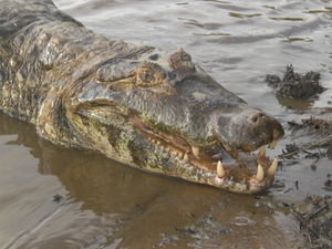 A friendly Alligator